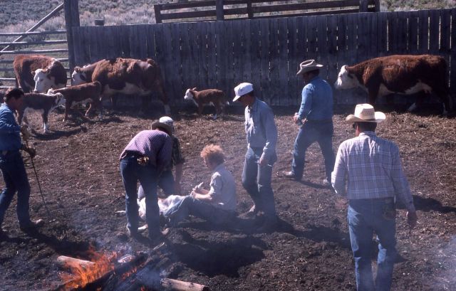 Cattle branding at a ranch near Boulder, Wyoming Picture