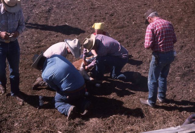 Cattle branding at a ranch near Boulder, Wyoming Picture