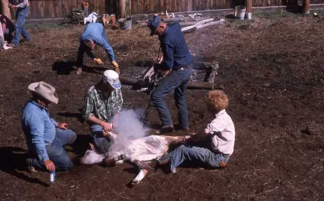 Cattle branding at a ranch near Boulder, Wyoming Picture