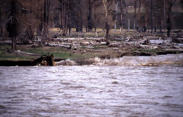 Cottonwood that fell into the Lamar River, -2 of 3 - Geology Picture
