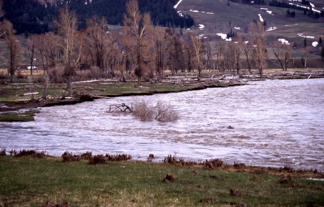 Cottonwood floating down the Lamar River, -3 of 3 - Geology Picture