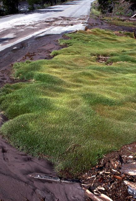 Mudslide caused by heavy rain in Gibbon Canyon - Erosion/Geology Picture