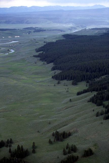 Aerial photo of lodgepole pines - rhyolitic soils Picture