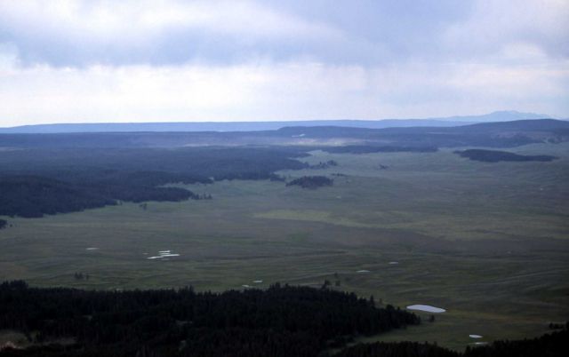 Aerial view of lodgepole pine forest in Hayden Valley - rhyolitic soils Picture