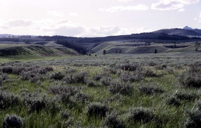 Glacial channel on Swan Lake Flat - Geology - Glacial Picture