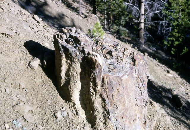Lodgepole growing from petrified tree stump at Miller Creek Picture