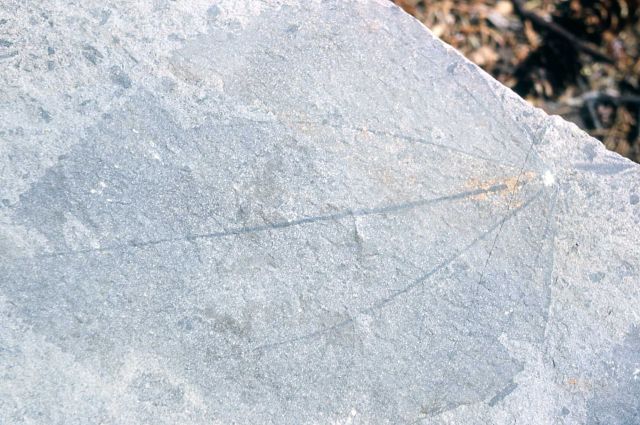Close up of leaf fossil in grey tuff Picture