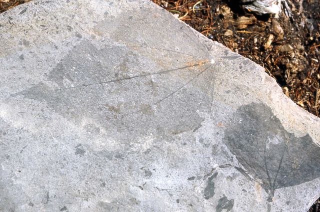 Leaf impressions in grey tuff Picture