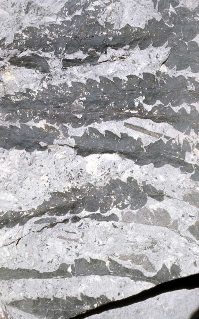 Dark leaf impressions in grey tuff Picture