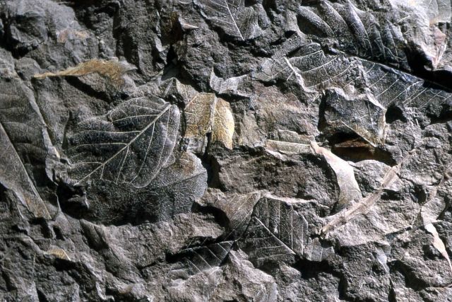 Broadleaf impressions in tuff Picture