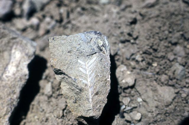 Imprint of sequoia twig Picture
