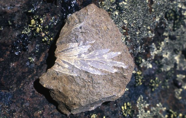 Leaf impressions Picture