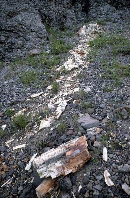 Eroding petrified tree Picture