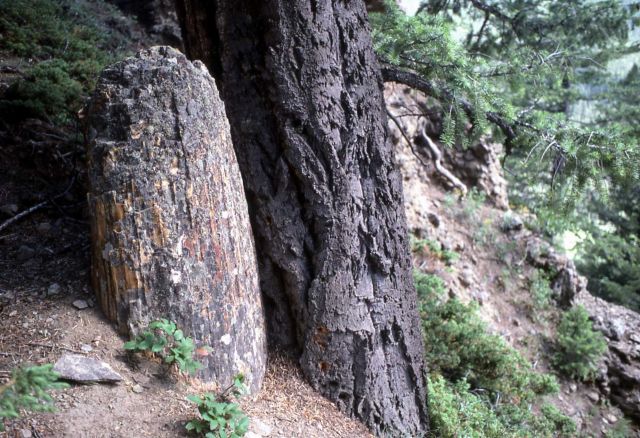 Petrified tree & fir on Specimen Creek Picture