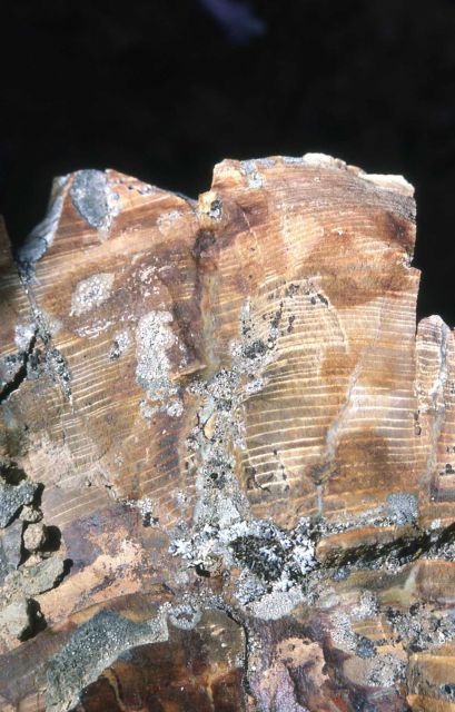 Petrified wood on Specimen Creek Picture