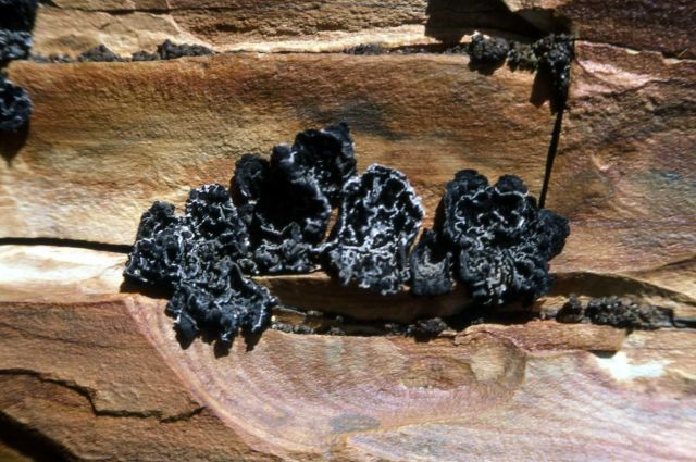 Lichen on petrified wood Picture