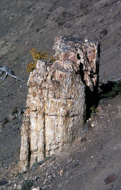 Petrified stump on Specimen Ridge Picture
