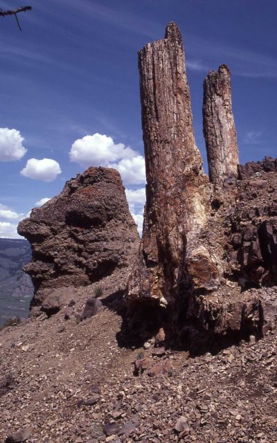 Petrified tree, Specimen Ridge Picture