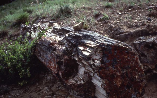 Petrified tree Picture