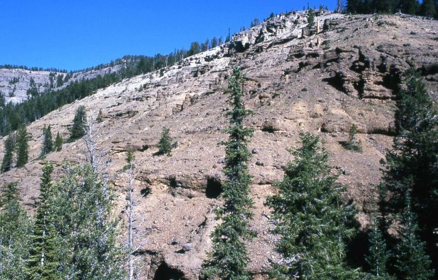 Gallatin Petrified Forest showing many layers of trees Picture