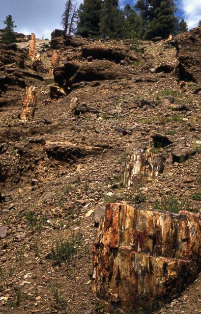 Gallatin Petrified Forest Picture