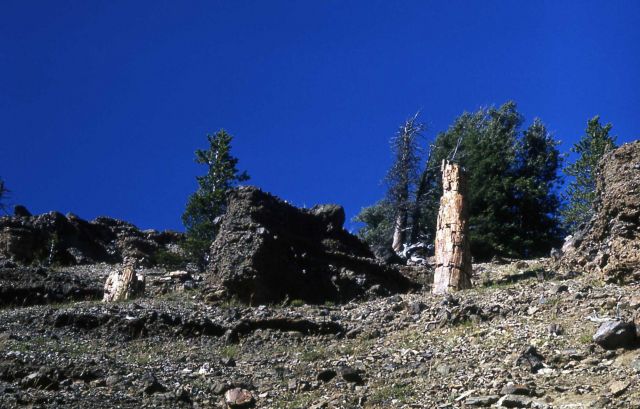 Gallatin Petrified Forest Picture