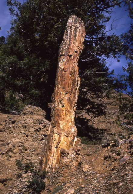 Single tall petrified stump with living tree behind it, Gallatin Petrified Forest Picture