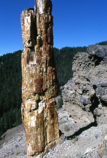 Fossil tree in the Gallatin Petrified Forest Picture