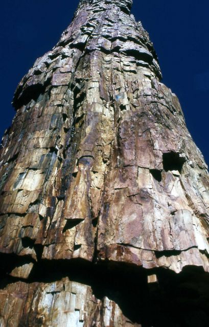 Fossil Tree in Gallatin Petrified Forest Picture