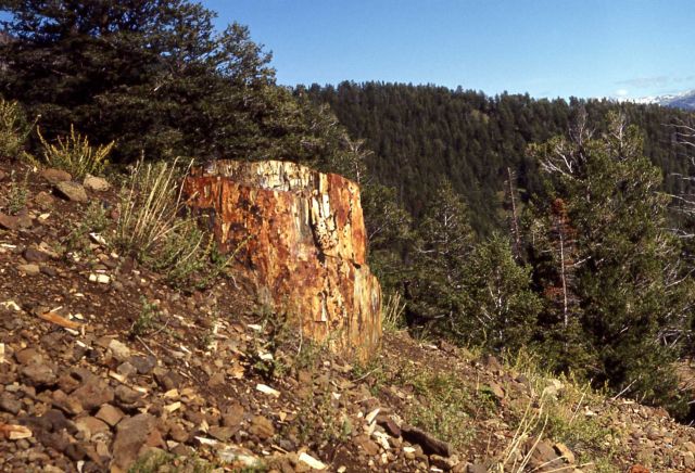 Gallatin Petrified Forest Picture