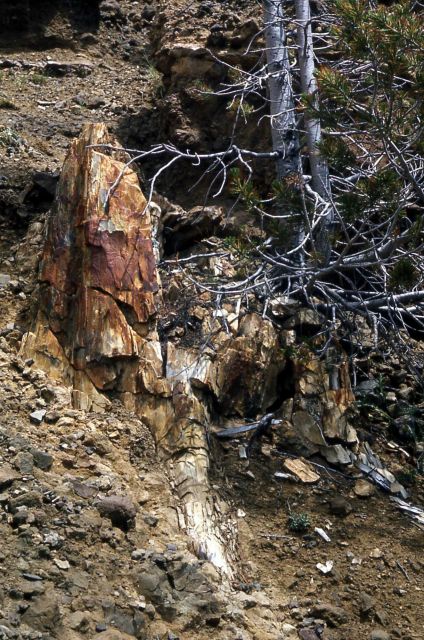 Gallatin Petrified Forest Picture