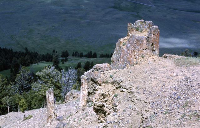 Petrified trees on Specimen Ridge Picture