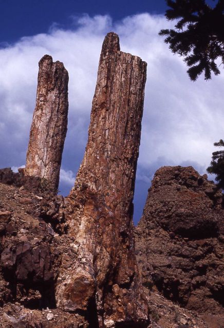 Tall petrified tree trunks with cloud filled sky for background Picture