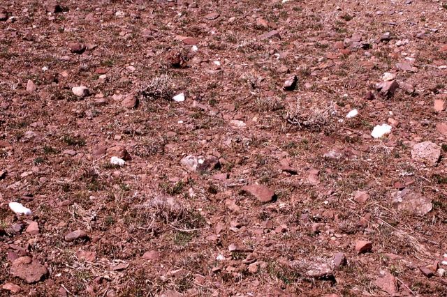 Quartz on lower slopes of Druid Peak - Geology Picture