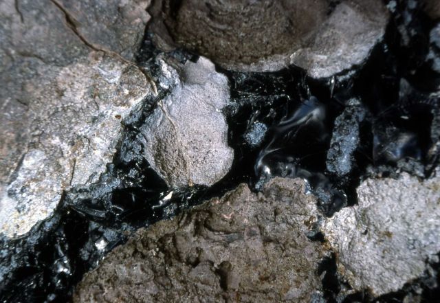 Obsidian in rhyolite Picture