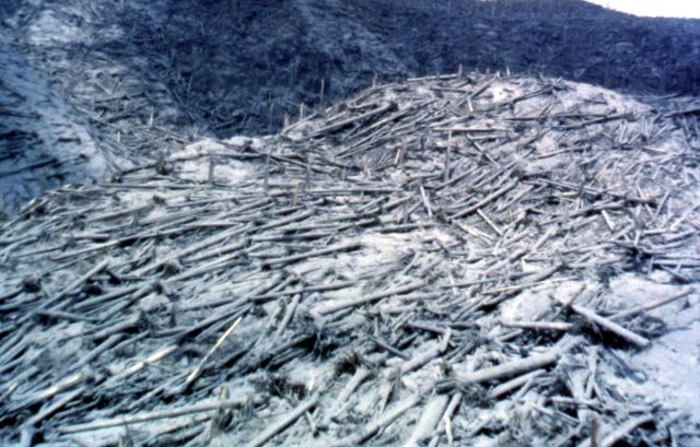 May 19, 1980 downed trees, Mt St Helens - Volcanics Picture