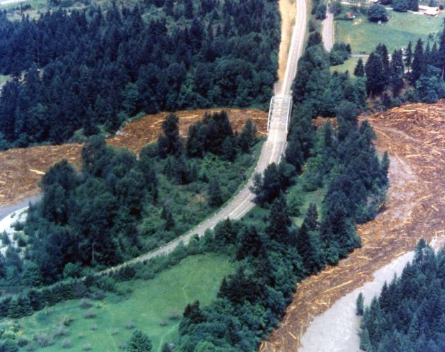 Log jam on Cowlitz River as a result of Mt St Helens eruption Picture