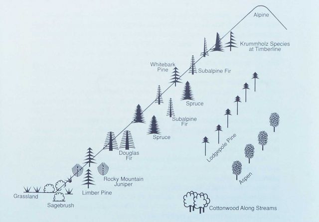 Diagram of vegetation communities - changes in altitude Picture