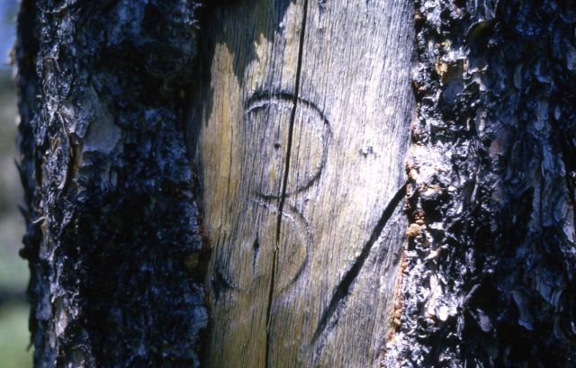 Monogram on tree at the Specimen Creek Army Station Picture