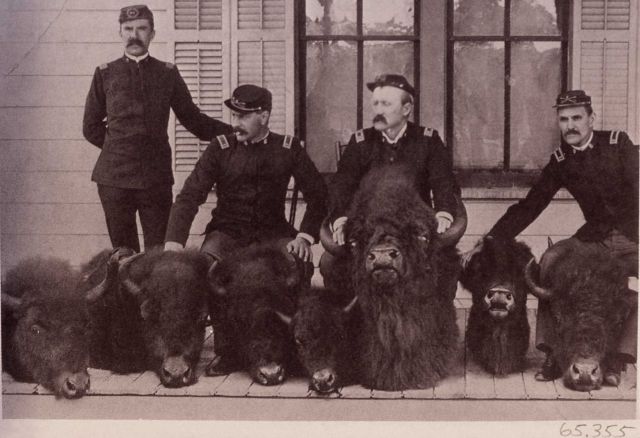 Heads of poached bison seized by military, probably confiscated from Ed Howell Picture