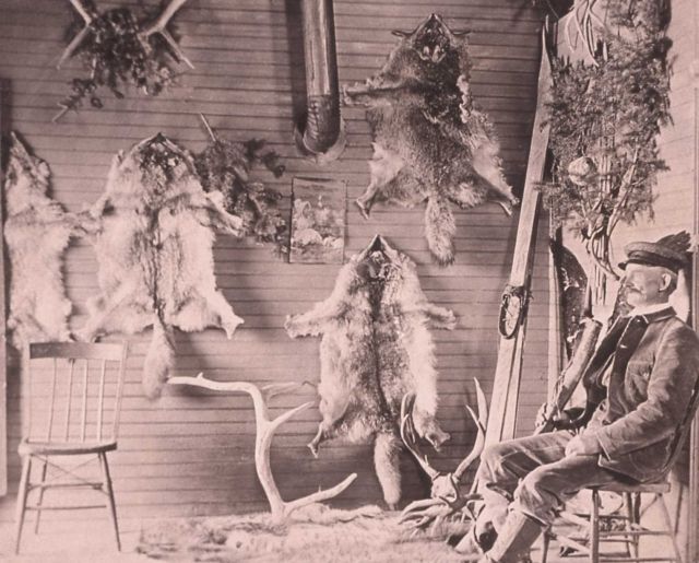Cush Jones, brother of Buffalo Jones at Mammoth Buffalo cabin, note pelts & antlers - Yell 106377 Picture