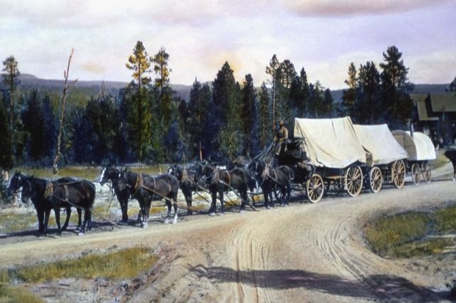 Horse drawn freight wagons at Old Faithful Picture