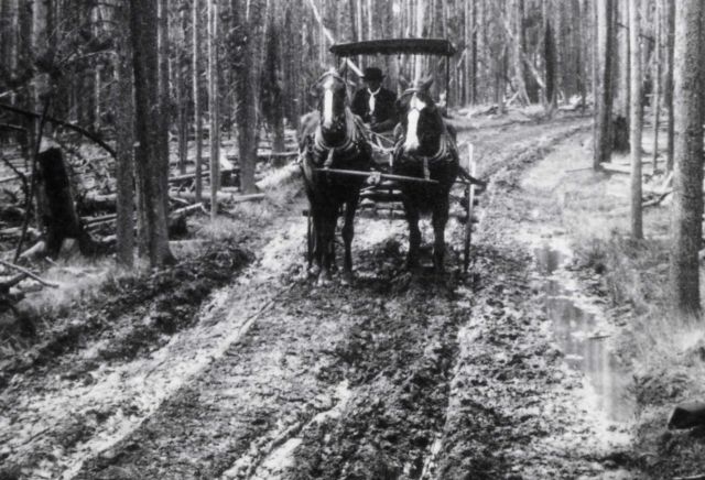 Horse and buggy on dirt road Picture