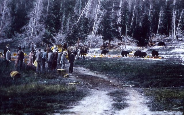 Tourists & bears Picture