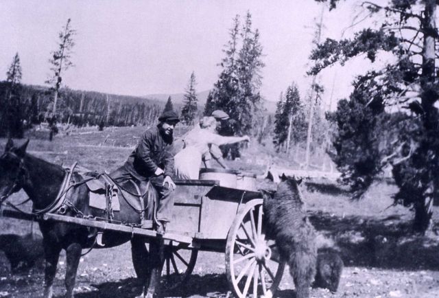 Bears being fed from garbage carts Picture