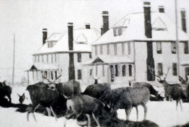 Deer being fed at Fort Yellowstone Picture