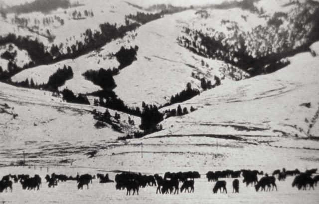 Elk feeding line near Gardiner, Montana Picture