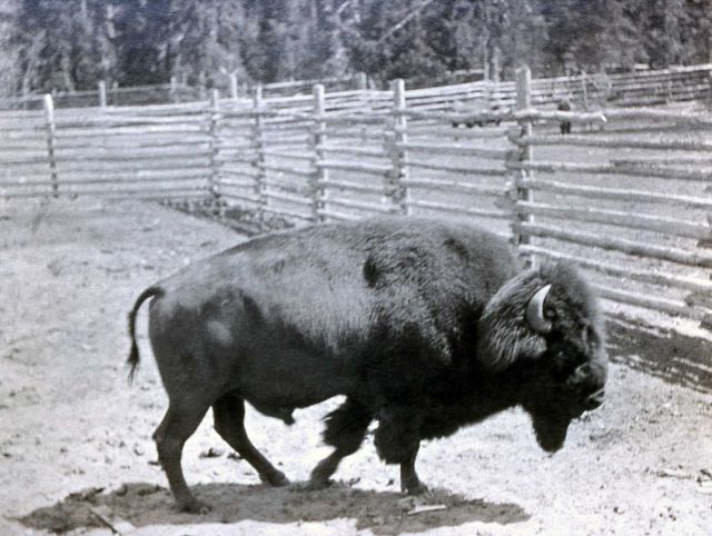 Bison show pen on Dot Island Picture