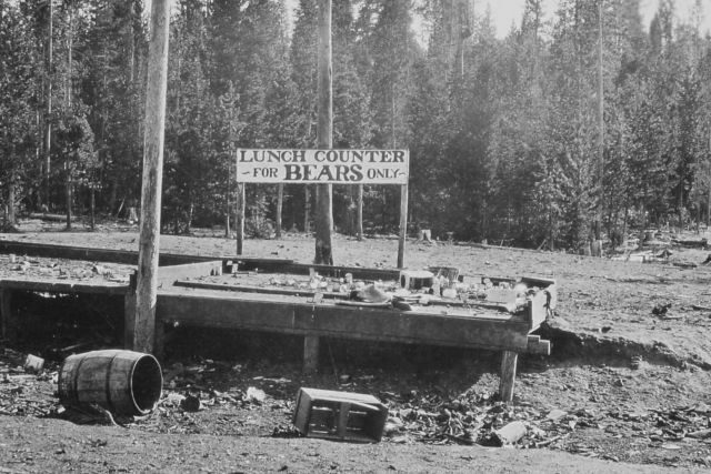 Bear feeding platform Picture