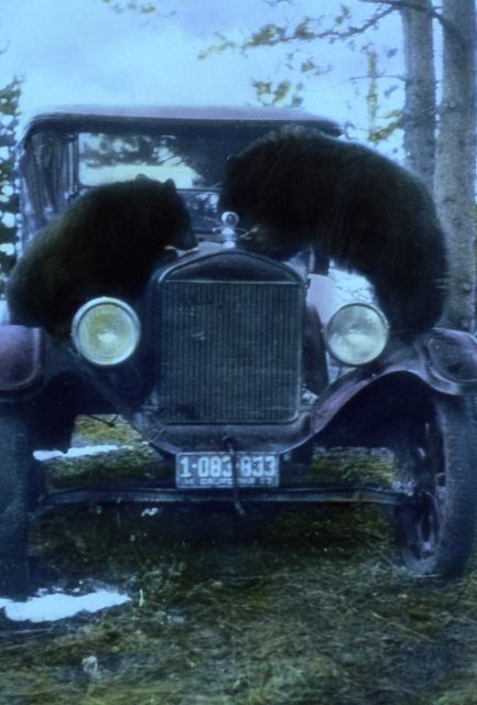 Two bears on Ford car Picture
